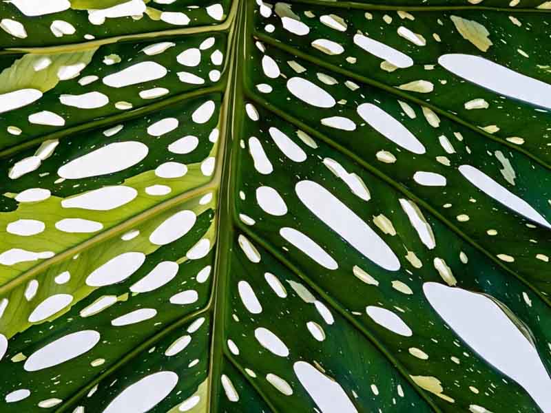 Variegata Eksklusif